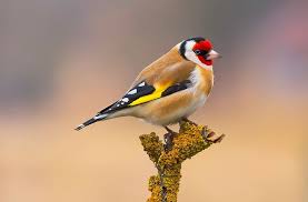 泸州自考如何办理学士学位(图1)