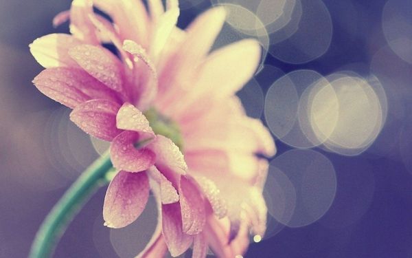 四川自考本科,天赋就是不断努力。 四川自考本科,天赋就是不断努力。(图1)